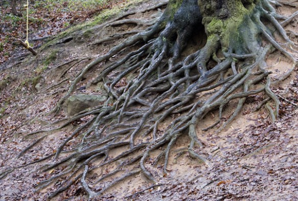 Roots_MG_9633